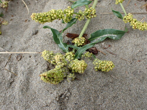 Image of Rumex transitorius by (c) Chris Fluit, some rights reserved (CC BY)
