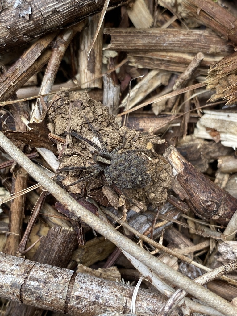 Drumming Sword Wolf Spider from Catoctin Mountain Park, Sabillasville ...