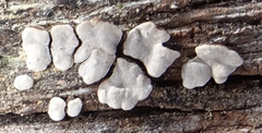 Xylobolus frustulatus image