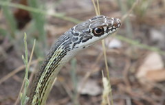 Masticophis taeniatus taeniatus