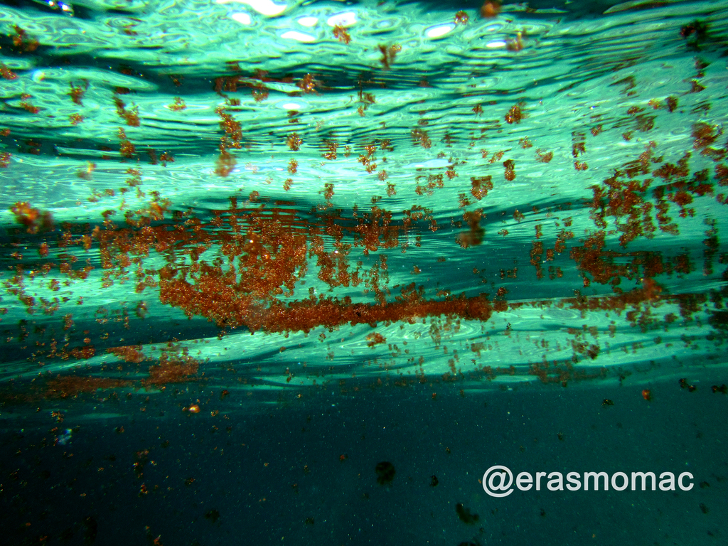 Photo of Fringed Red Alga (Asparagopsis armata)