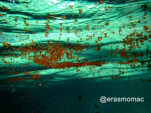 Photo of Fringed Red Alga (Asparagopsis armata)
