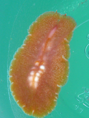 Eurylepta aurantiaca