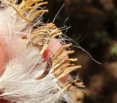 Sonchus platylepis image