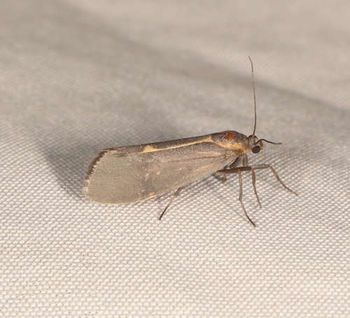 Barnes' Lichen Moth photo 6