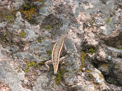 Sceloporus virgatus