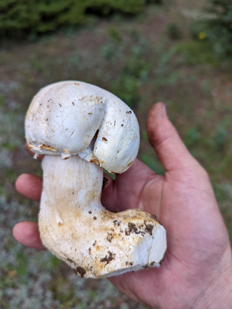 Agaricus Gemellatus In July 2023 By James Chelin Large Woodland