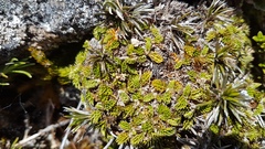 Anisotome imbricata prostrata