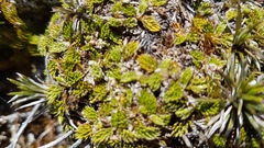 Anisotome imbricata prostrata