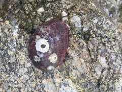 Haliotis rufescens