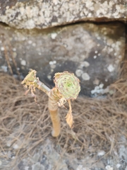 Aeonium arboreum subsp. arboreum image