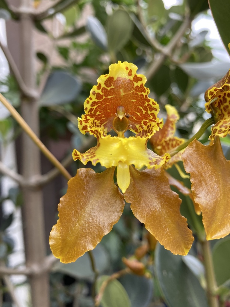Cyrtochilum pozoi