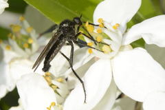 Empis ciliata
