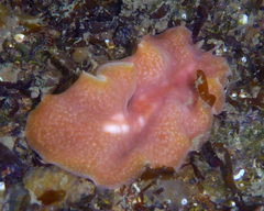 Eurylepta aurantiaca