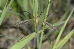 Tipula vernalis