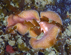 Eurylepta aurantiaca