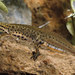 Southern Smooth Newt - Photo (c) Paolo Mazzei, some rights reserved (CC BY-NC), uploaded by Paolo Mazzei