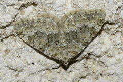 Coenotephria ablutaria