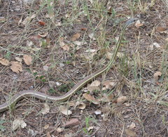 Masticophis taeniatus taeniatus