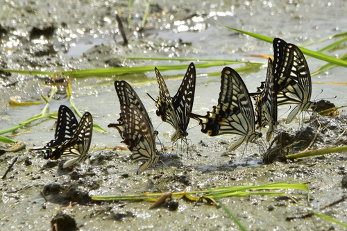 Chinese Yellow Swallowtail
