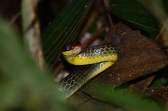 Chironius fuscus