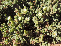 Delosperma echinatum