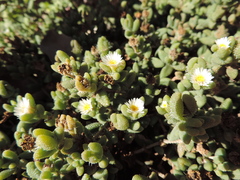 Delosperma echinatum