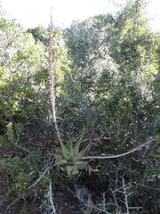 Aloe microstigma