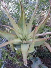 Aloe microstigma