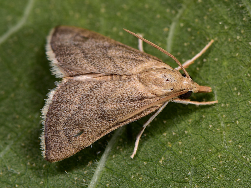 Thyridiphora