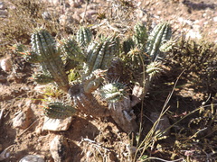 Euphorbia mammillaris