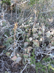 Adromischus sphenophyllus