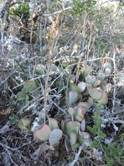 Adromischus sphenophyllus