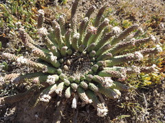 Euphorbia esculenta