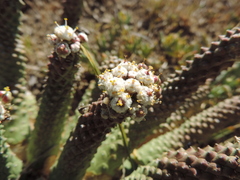 Euphorbia esculenta