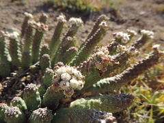 Euphorbia esculenta