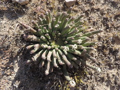 Euphorbia esculenta