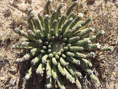 Euphorbia esculenta