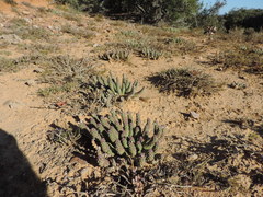 Euphorbia esculenta