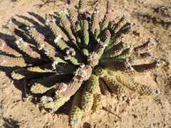 Euphorbia esculenta