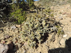 Delosperma echinatum