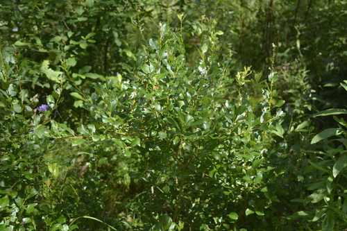 Image of Salix starkeana by no rights reserved