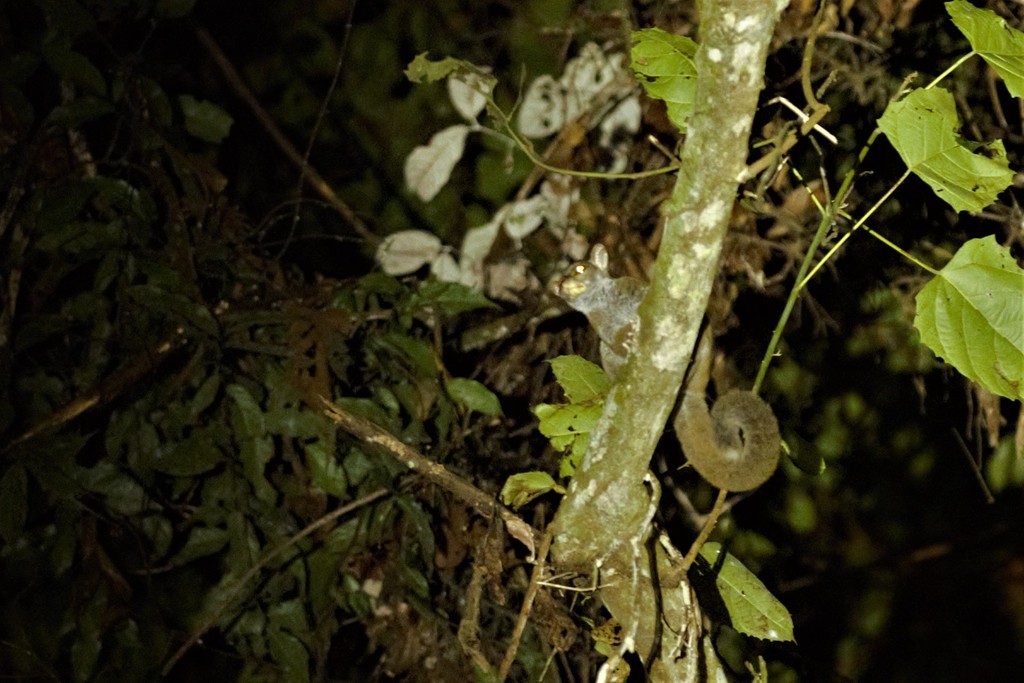 Southern Needle-Clawed Bushbaby
