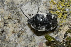 Tritomegas sexmaculatus