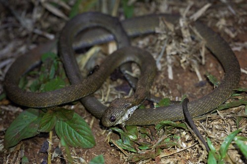 Photo of a Central African Egg-eating Snake (Dasypeltis fasciata)