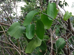 Smilax coriacea
