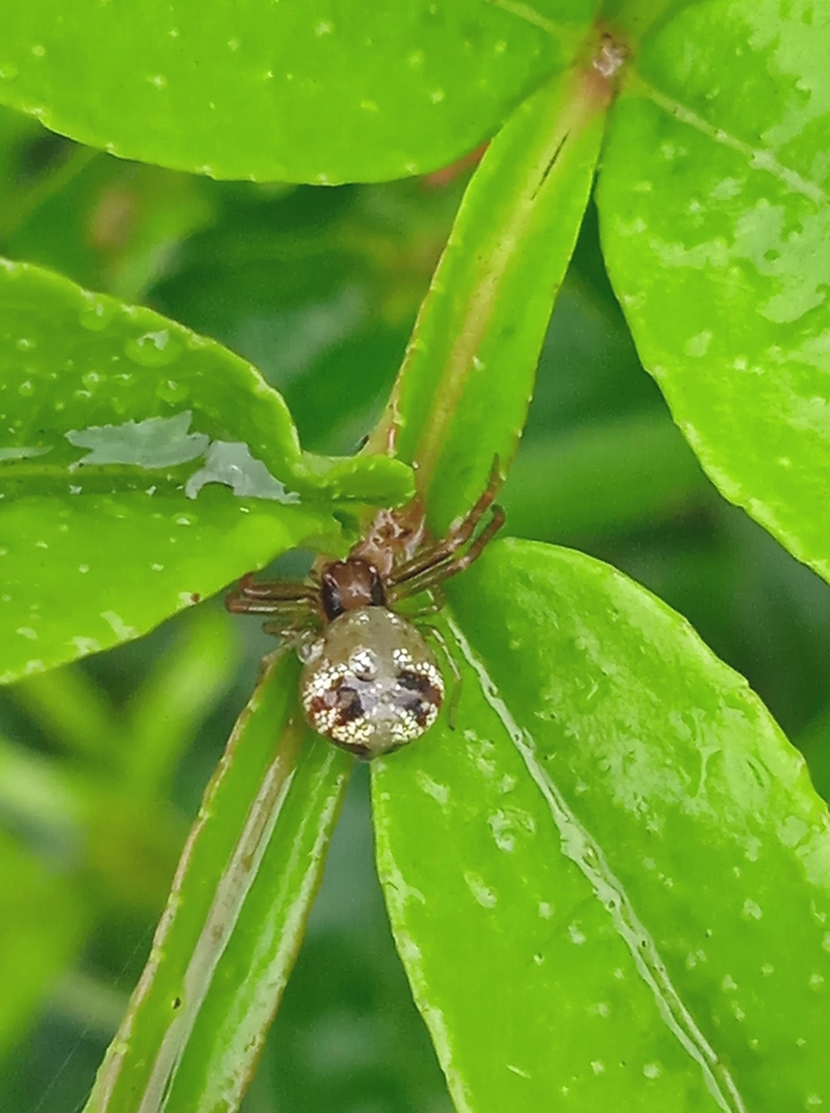 Lysiteles excultus