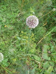 Allium porrum