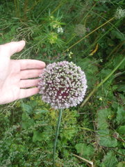 Allium porrum