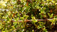 Coprosma crenulata